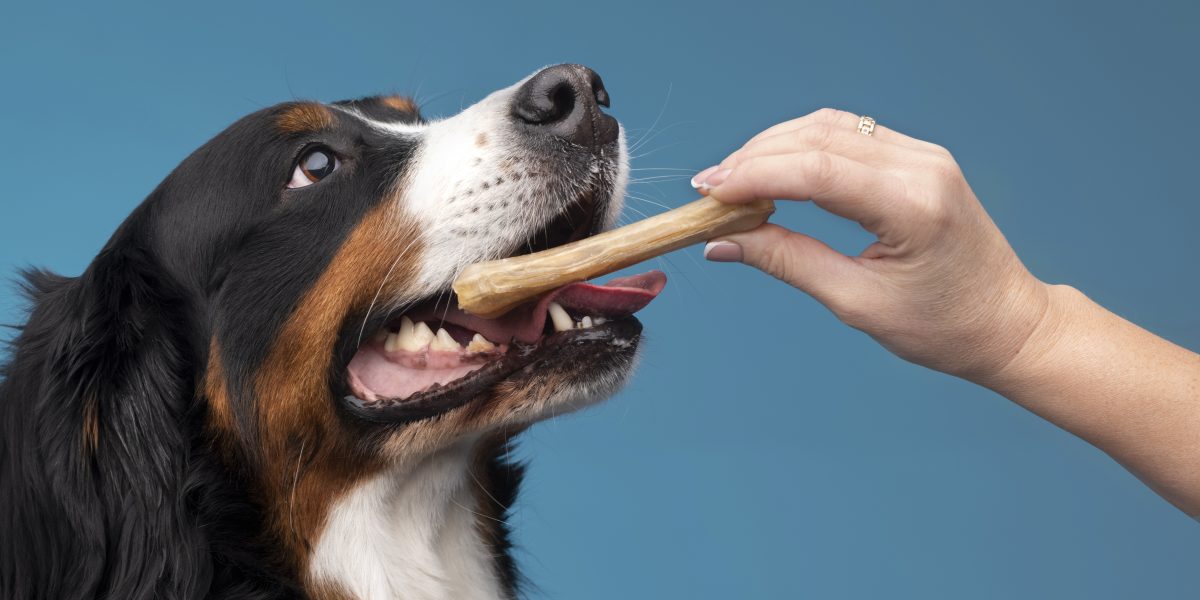 beautiful-pet-portrait-dog-with-food