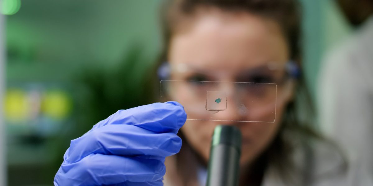 Closeup of chemist scientist looking at green leaf sample checking genetic mutation for biological experiment. Scientist analyzing organic gmo plants while working in microbiology laboratory
