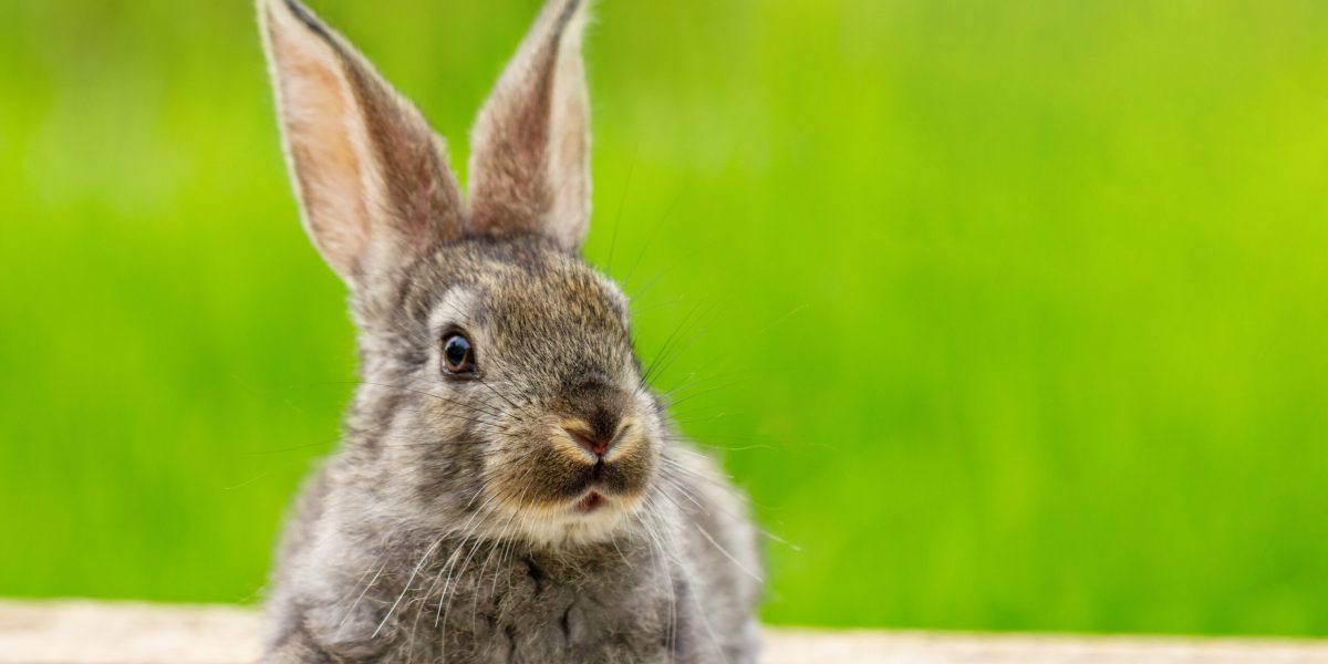 Portrait of a cute fluffy gray rabbit with ears on a natural green background