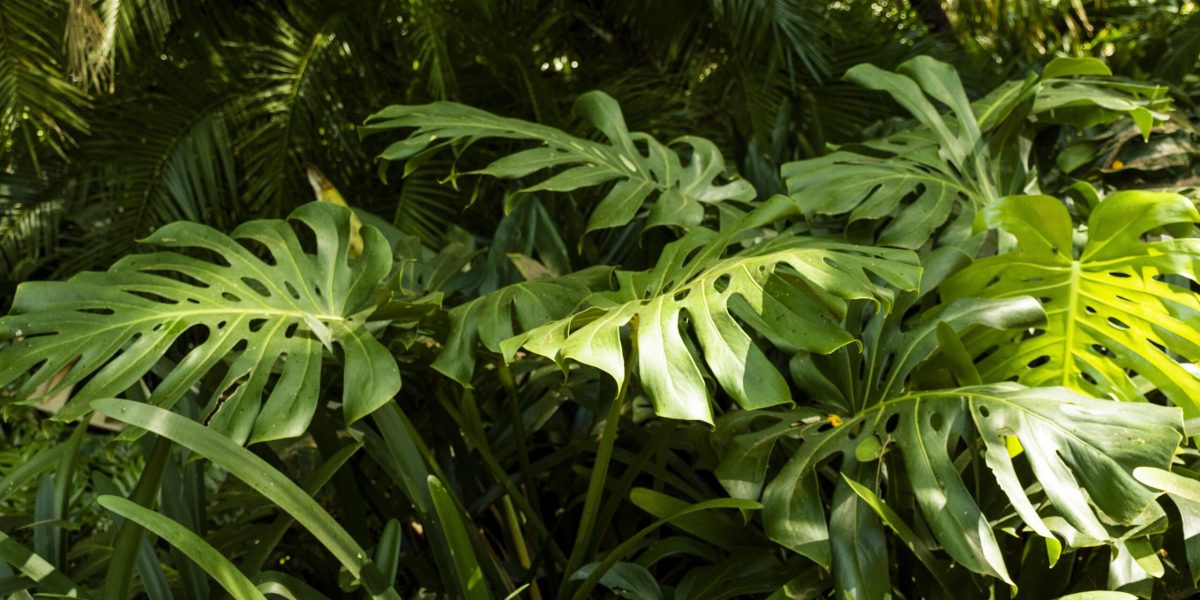 verdura-e-plantas-tropicais